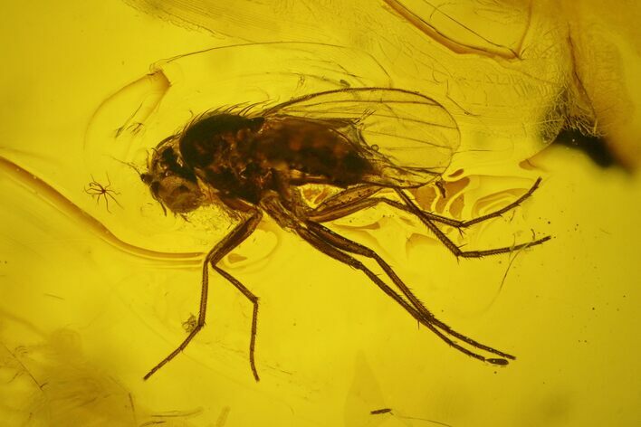 Fossil Fly (Diptera) In Baltic Amber